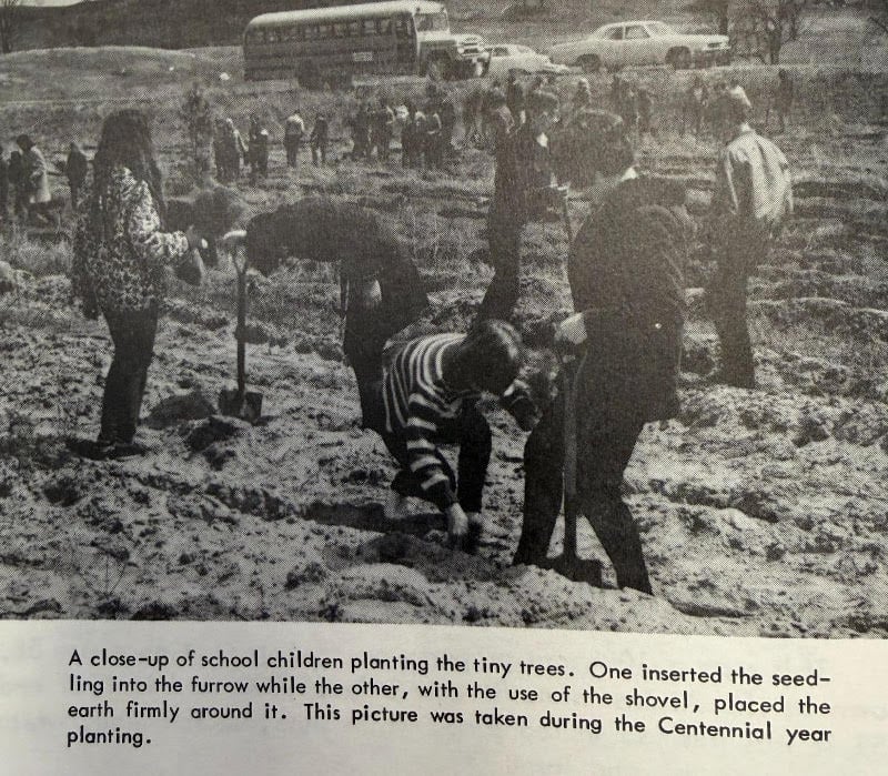 Planting thousands of trees